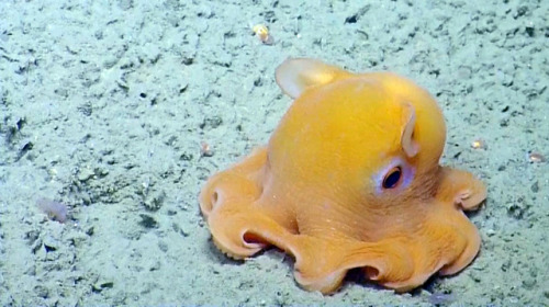 dumbo octopus on Tumblr