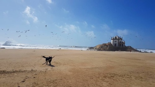 #senhordapedra #miramar #beach #black #dog #labrador #playing...