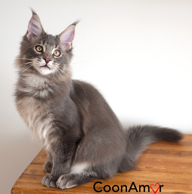 blue tabby cat blue tabby cat