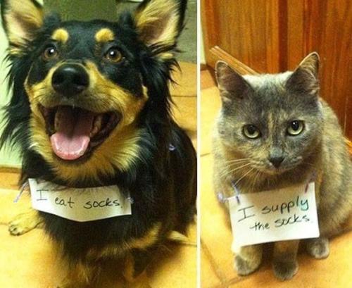 chaos-yet-harmony:awwcutepets:Partners in crime.pawtners