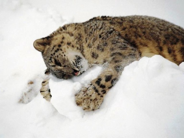 cats-and-some-cats: Big cats playing in the snow.