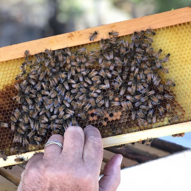 Beekeeping supplies ohio 