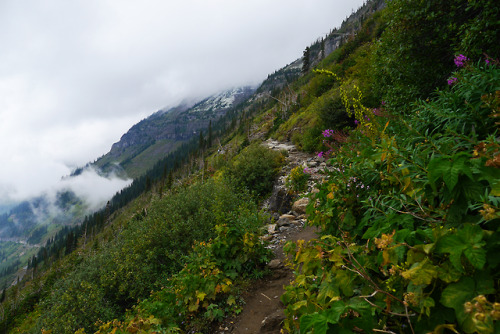 90377:Glacier National Park: Highline Trail View by Ang