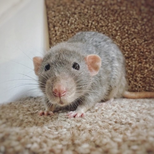 dumbo rat on Tumblr