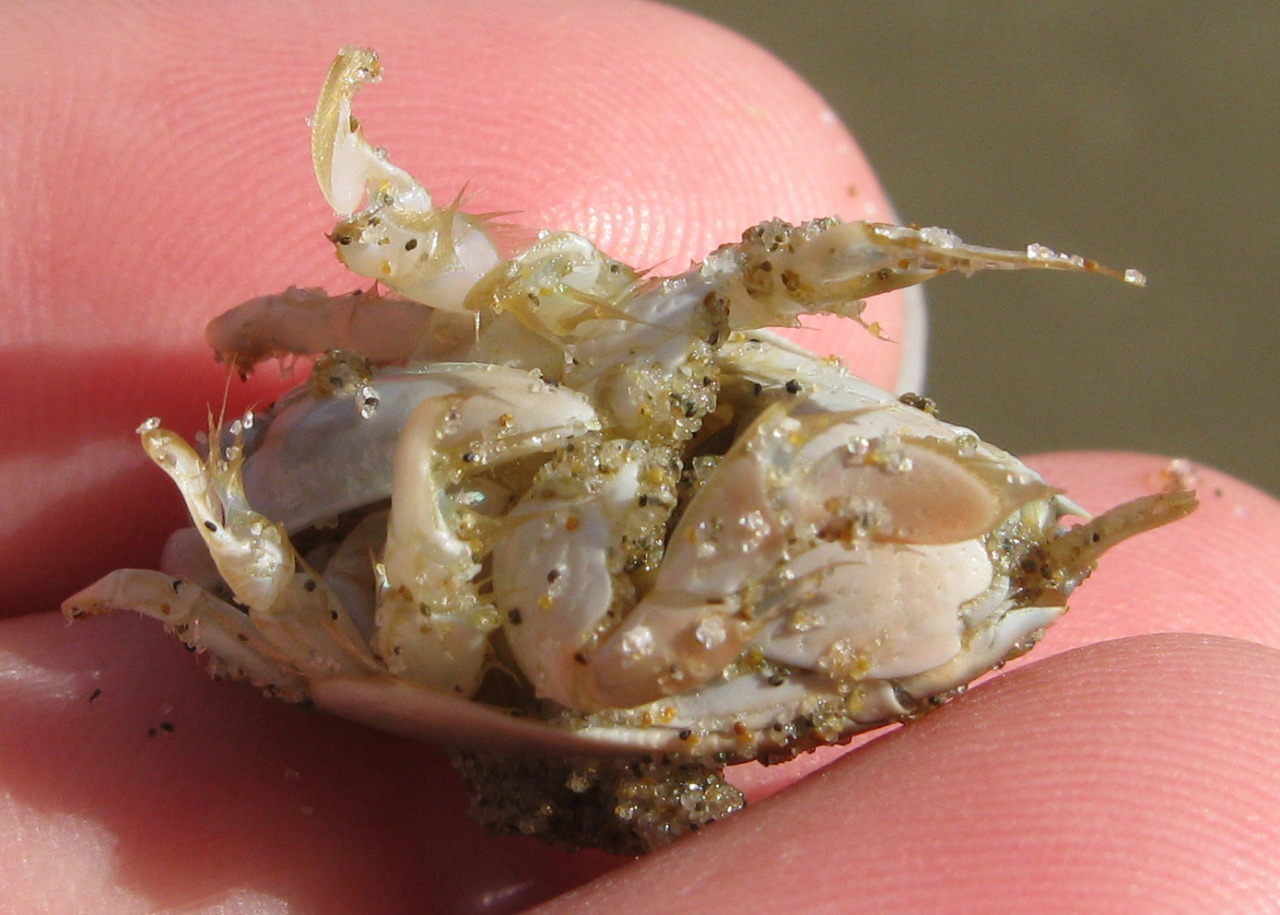 photapir — California Mole Crabs (or Pacific Sand Crabs, if...