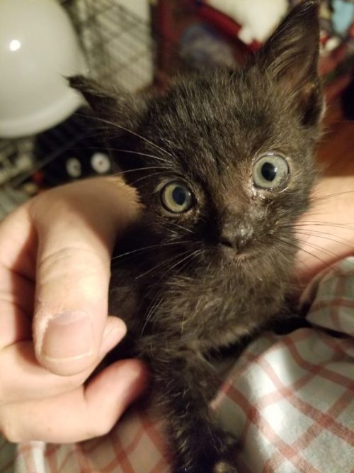 cutepetsuwu