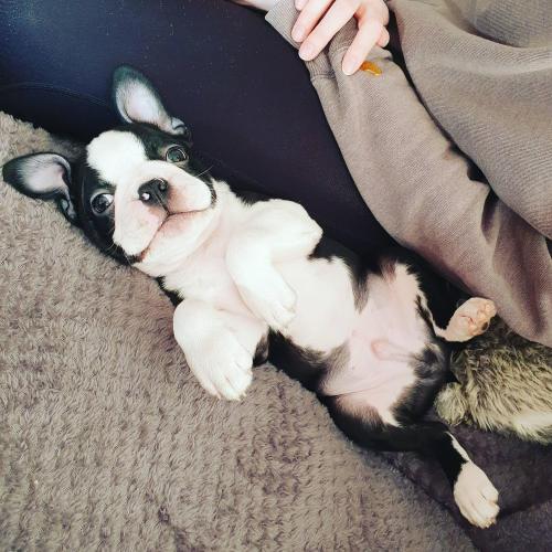 puppiestotherescue