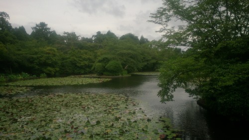 tacoriichi