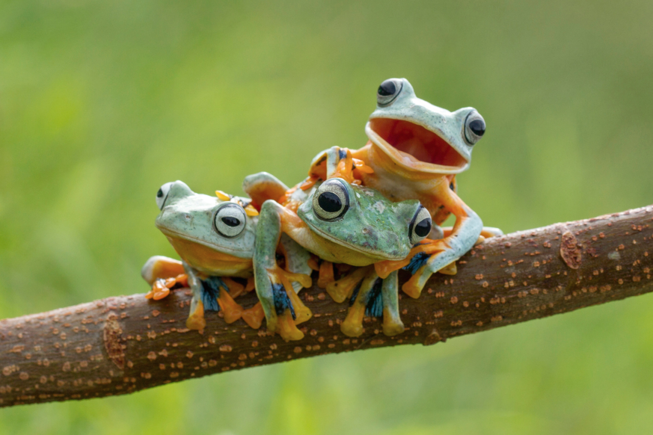 Time is Best Spent Outside | nubbsgalore: black webbed tree frogs...