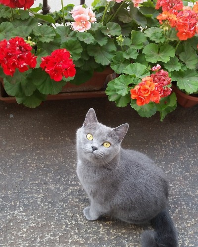 Fanculo mio nero micio