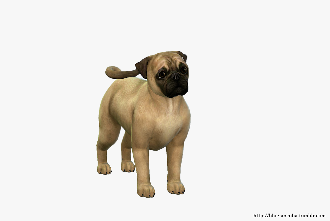 Blue Ancolia Pug Makeover Meet Sidney If Youre Looking