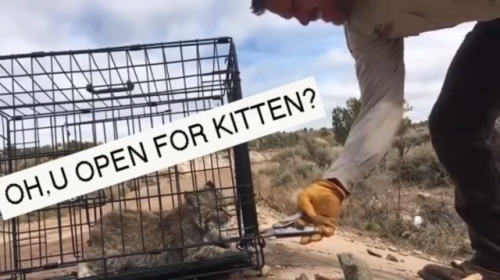 laughingsquid:Cranky Bobcat Kitten Threatens the Humans Opening...