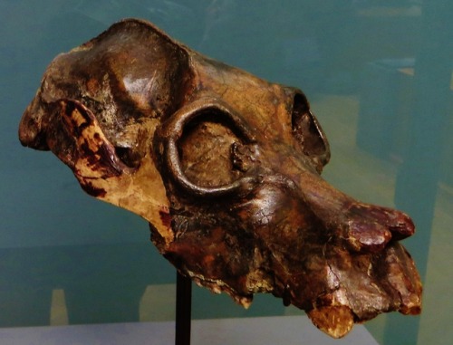 dinodorks:Palaeopropithecus maximus skull.