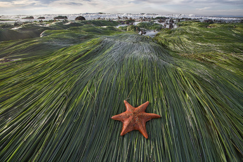 Asterina miniata bat star