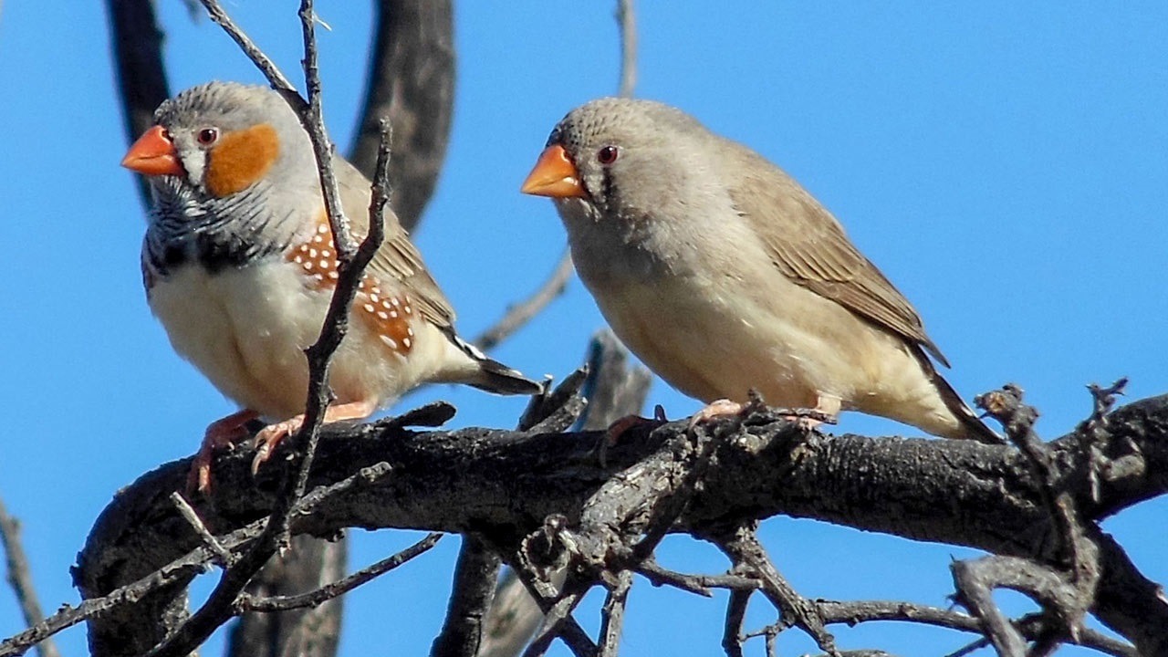 Unbetitelt — currentsinbiology: Video: Birds observed arguing...