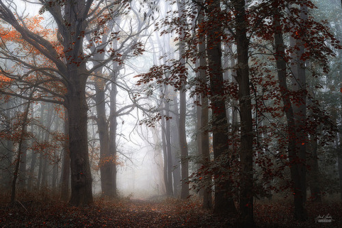 asiwaswalkingallalone:Autumnal vedas by Janek Sedlar on Flickr.