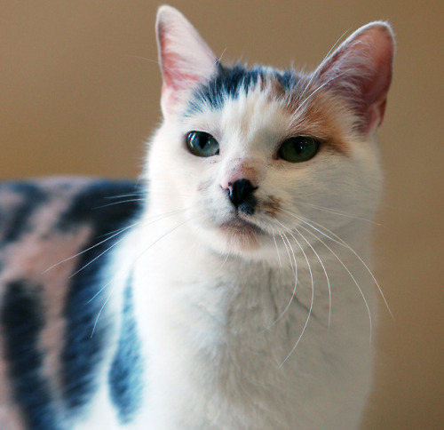 catsofcalifornia:America from Pet Project Foundation in San...