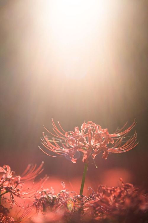 lifeisverybeautiful:Red Spider Lily by Shigeru Hayakawa via...