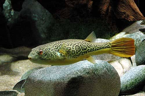 The Brackish Tank • Mbu Puffer Genus: Tetraodon Species: T. mbu ...