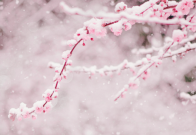 Розовый winter 20. Розовая зима. Зима в розовом цвете. Зима в розовых тонах. Розовый зимний фон.