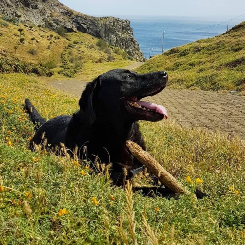 #happy #black #dog #labrador #sunny #day #smile #nature