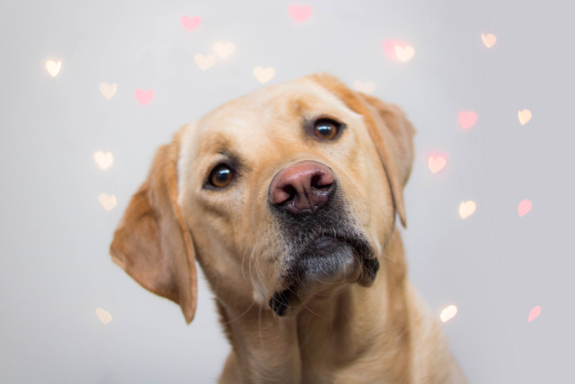 handsomedogs — winedogs: will you be my valentine?