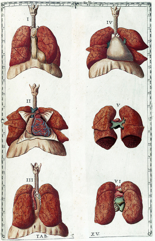 splanchnology-the-study-or-discourse-of-the-biomedical-ephemera