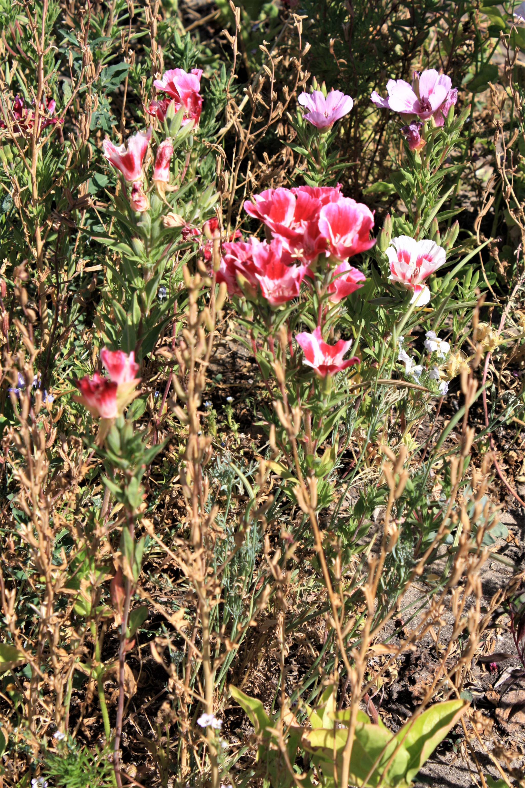 Flowers in alternating stripes of pink and white, with dry stems bearing seed pods in the foreground.