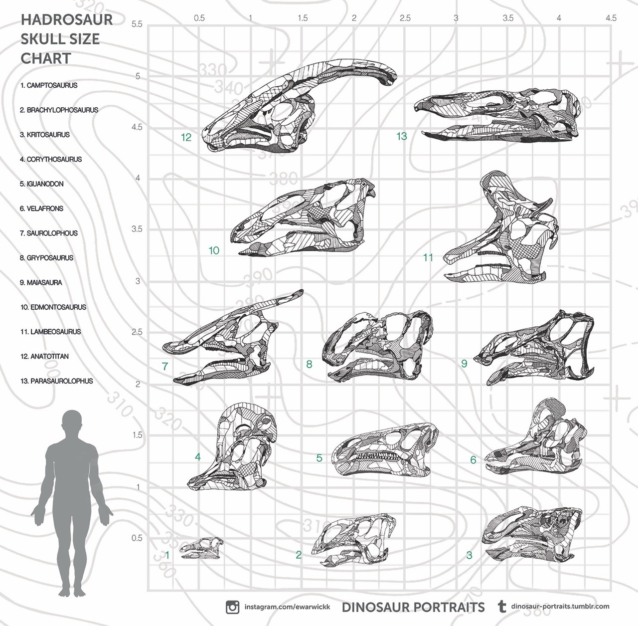 hadrosaur skull