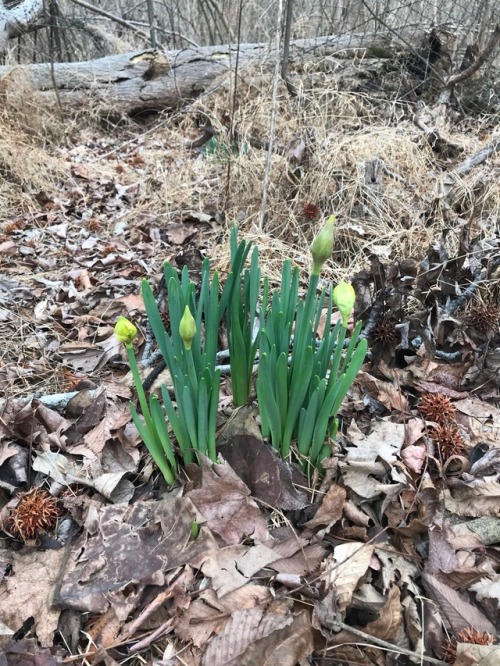 Around here, when the daffodils start blooming, it means spring...