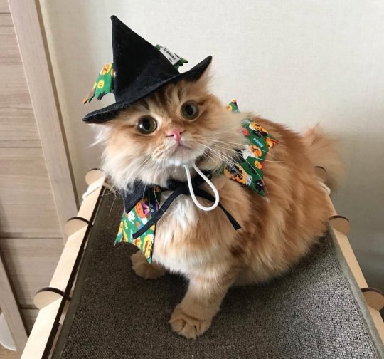 Awww my cats are ready for halloween