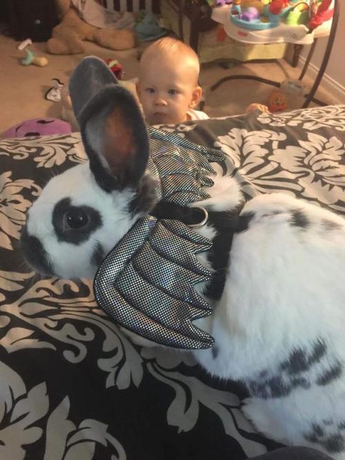 cuteanimalsawwww