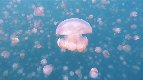 Jellyfish Lake, Palau, 2015 | Colossal