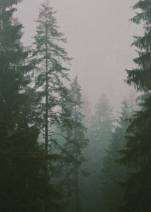 woods forest fog foggy foggymorning misty morning grainy vintage analogue cottage cottage core country life country living Bosnia Sarajevo