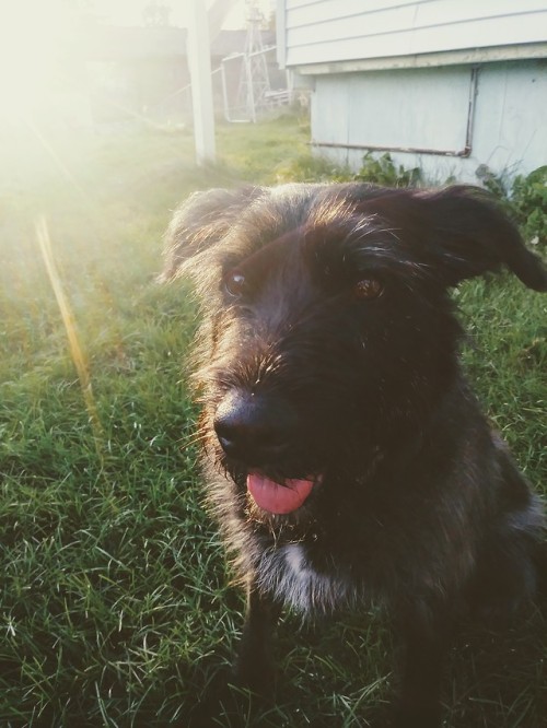 handsomedogs:This is Layla! She loves walks, car rides, and...