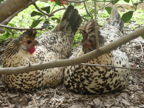 chickenkeeping:twinsies