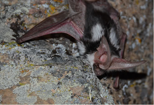 ainawgsd:Spotted BatsThe spotted bat (Euderma maculatum) can...