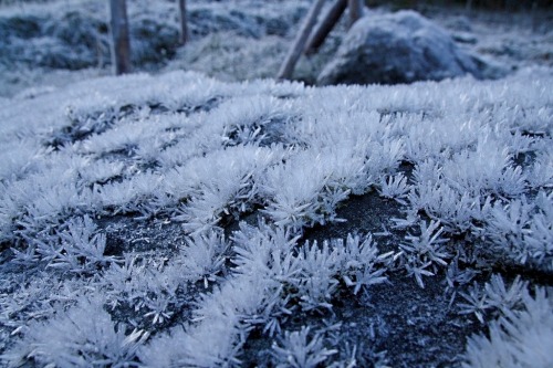 precieuse-damenature