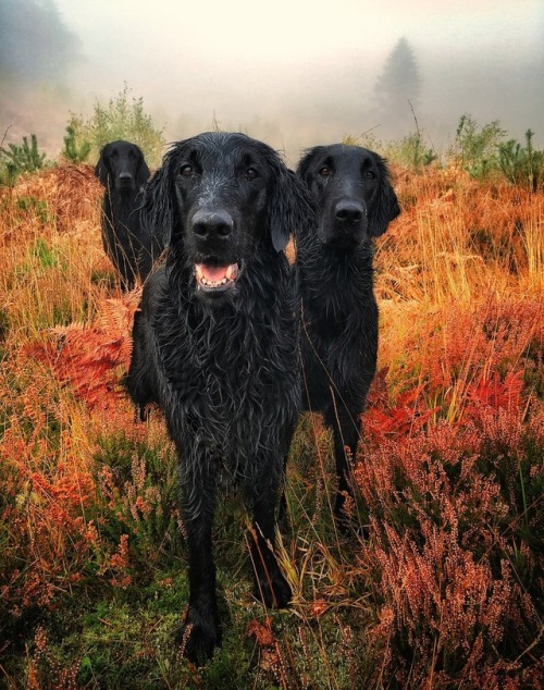 blueboyluca:The Guardian: Dog Photographer of the Year 2018 – in...