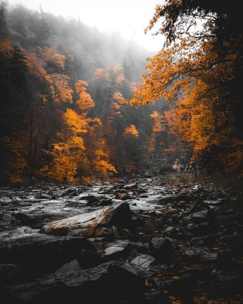 essenceofnatvre:shawnclaudevandamThee Loyalsock Creek