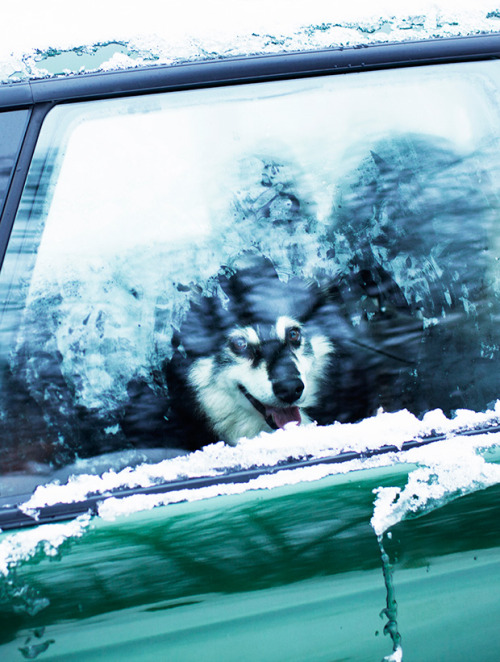 bobbycaputo:15 Irresistible Photos of Dogs in Cars