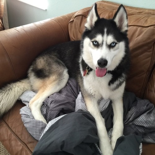 huskyhuddle:What a queen. #Ani #huskynation #husky...