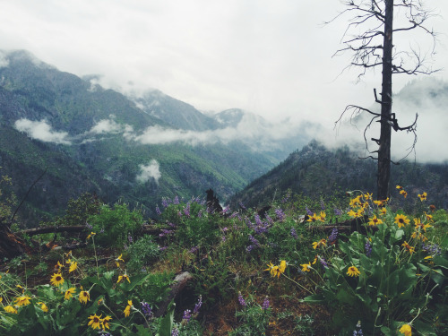 expressions-of-nature:by Claire Sianna