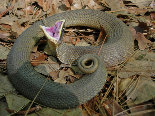 emerald-of-the-eight:An eastern hognose snake [Heterodon...