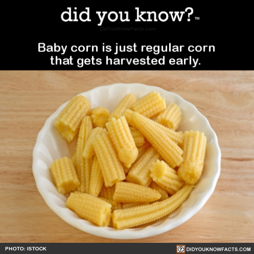 baby-corn-is-just-regular-corn-that-gets-harvested