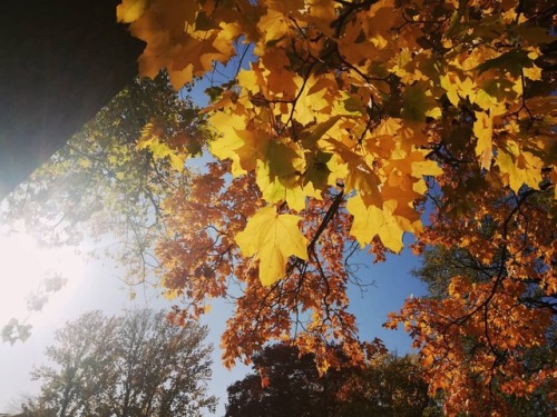 #leaf #nature #yellow #tree #autumn #woodyplant #sky #branch...