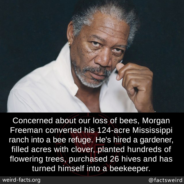 Next photo of Morgan Freeman