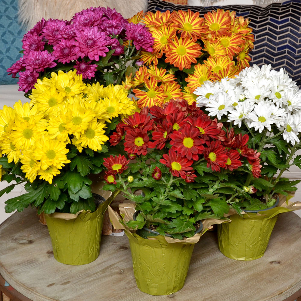 Good Taste Fun Floral Mums for Fall Mums reign as the flower...