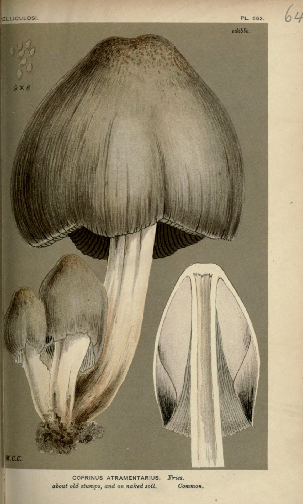 wapiti3: Illustrations of British Fungi... | chasingthegreenfaerie