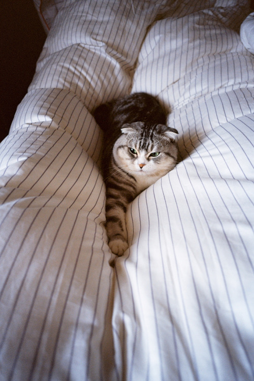 89cats:Untitled by Sean